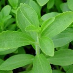 Stevia, proprietà e benefici