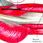 Anatomia – Muscoli dell’anca (seconda parte)
