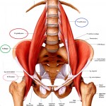 Anatomia – Muscoli dell’anca (prima parte)