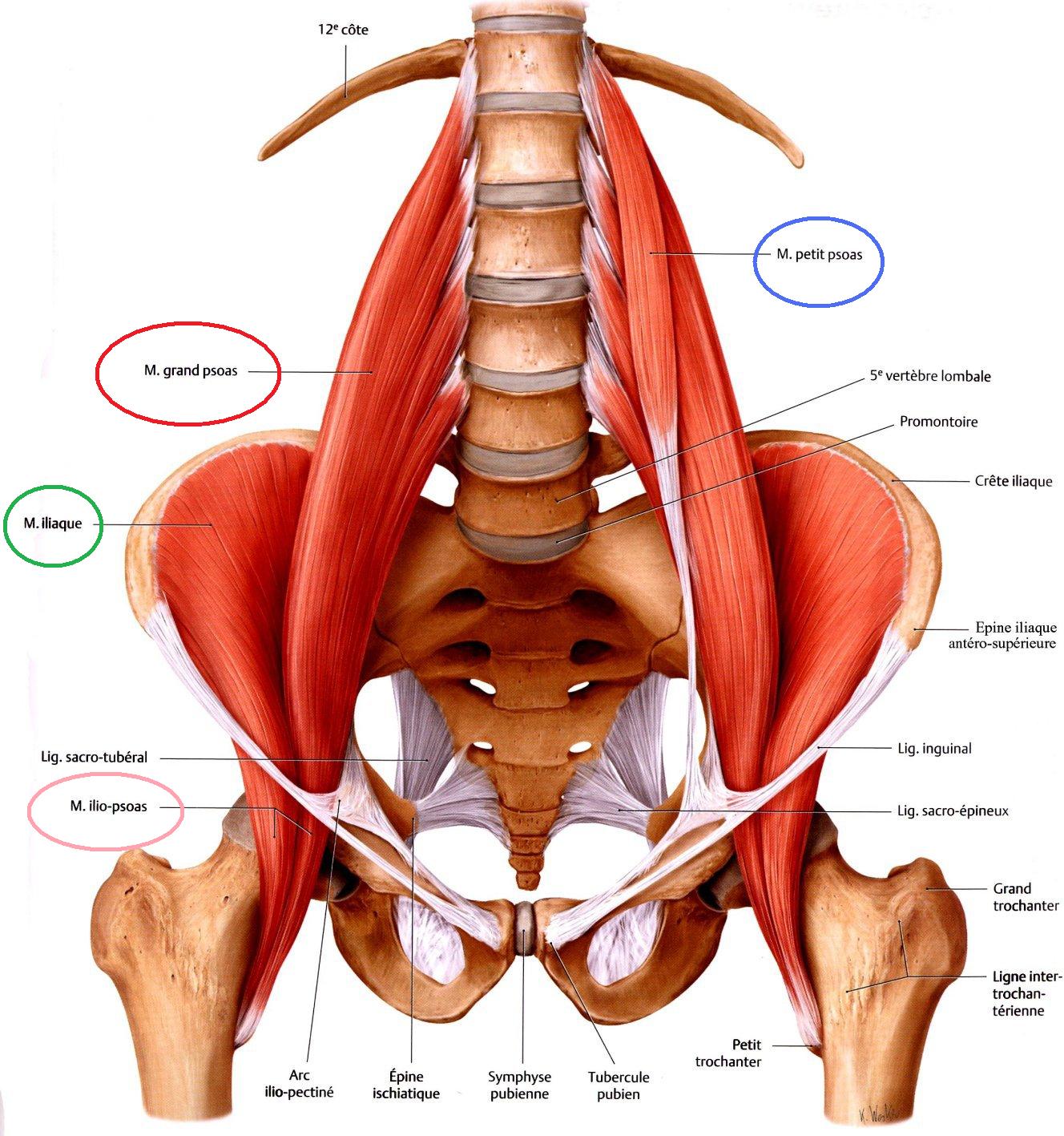Anatomia – Muscoli dell’anca (prima parte)