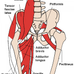 Anatomia – Muscoli della coscia (seconda parte)