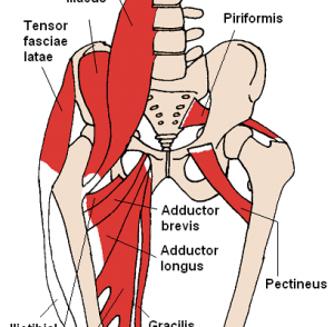 Anterior_Hip_Muscles_2-408x400