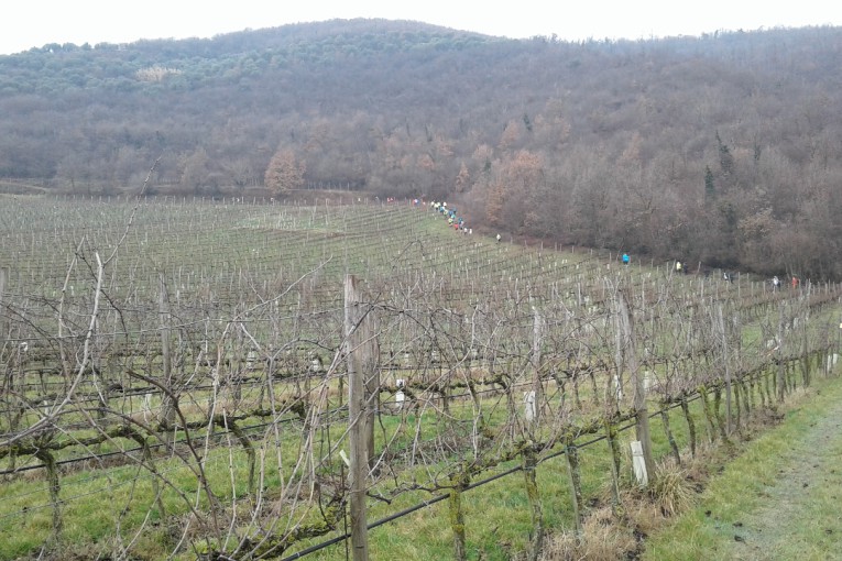 SALCUS a Villaga e Cerea