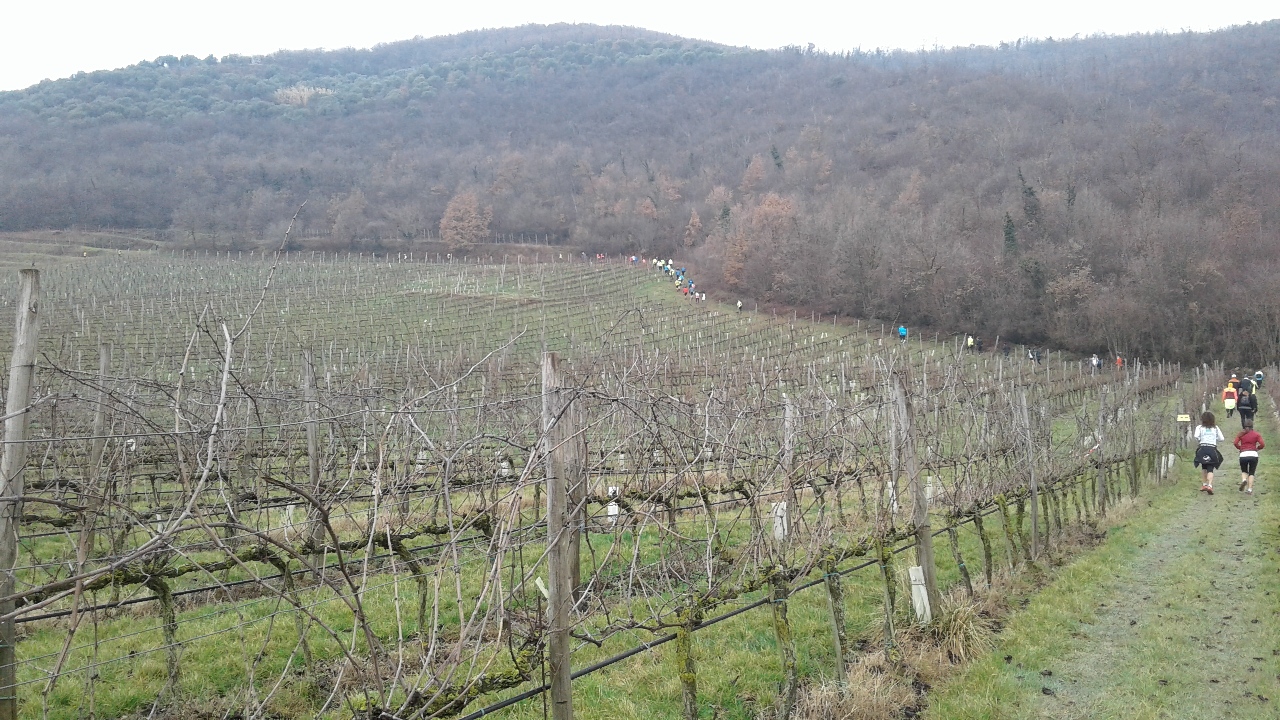 SALCUS a Villaga e Cerea