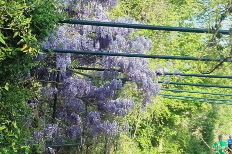 SALCUS alla Marcia ANGET