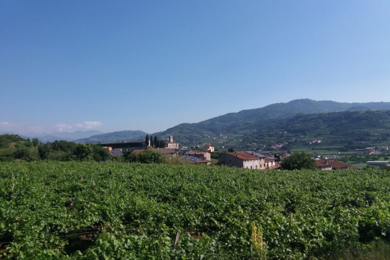 SALCUS a Spinimbecco e Montecchia