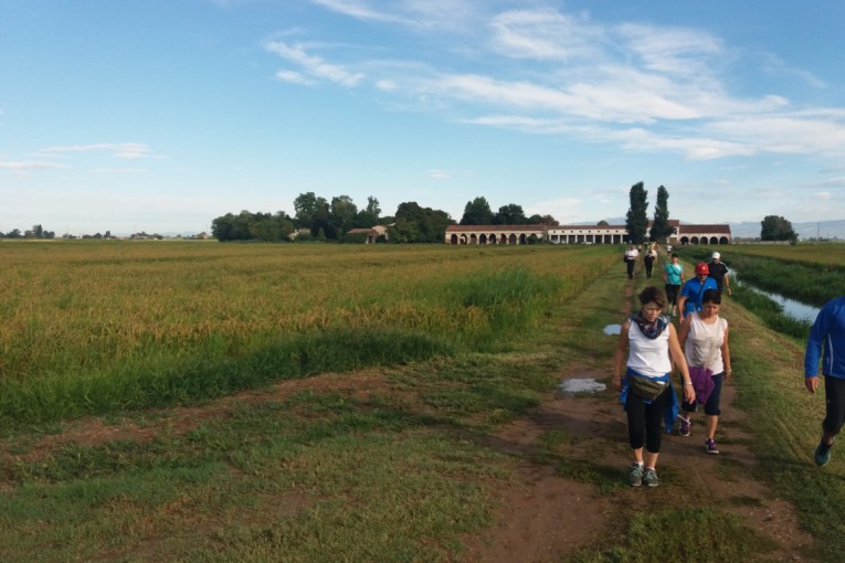 Salcus fra le risaie di Salizzole